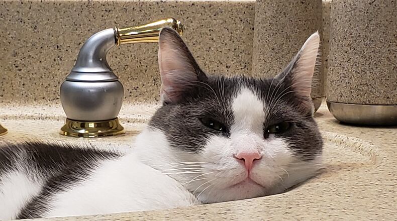 Pip in the master bedroom sink. KARIN SPICER
