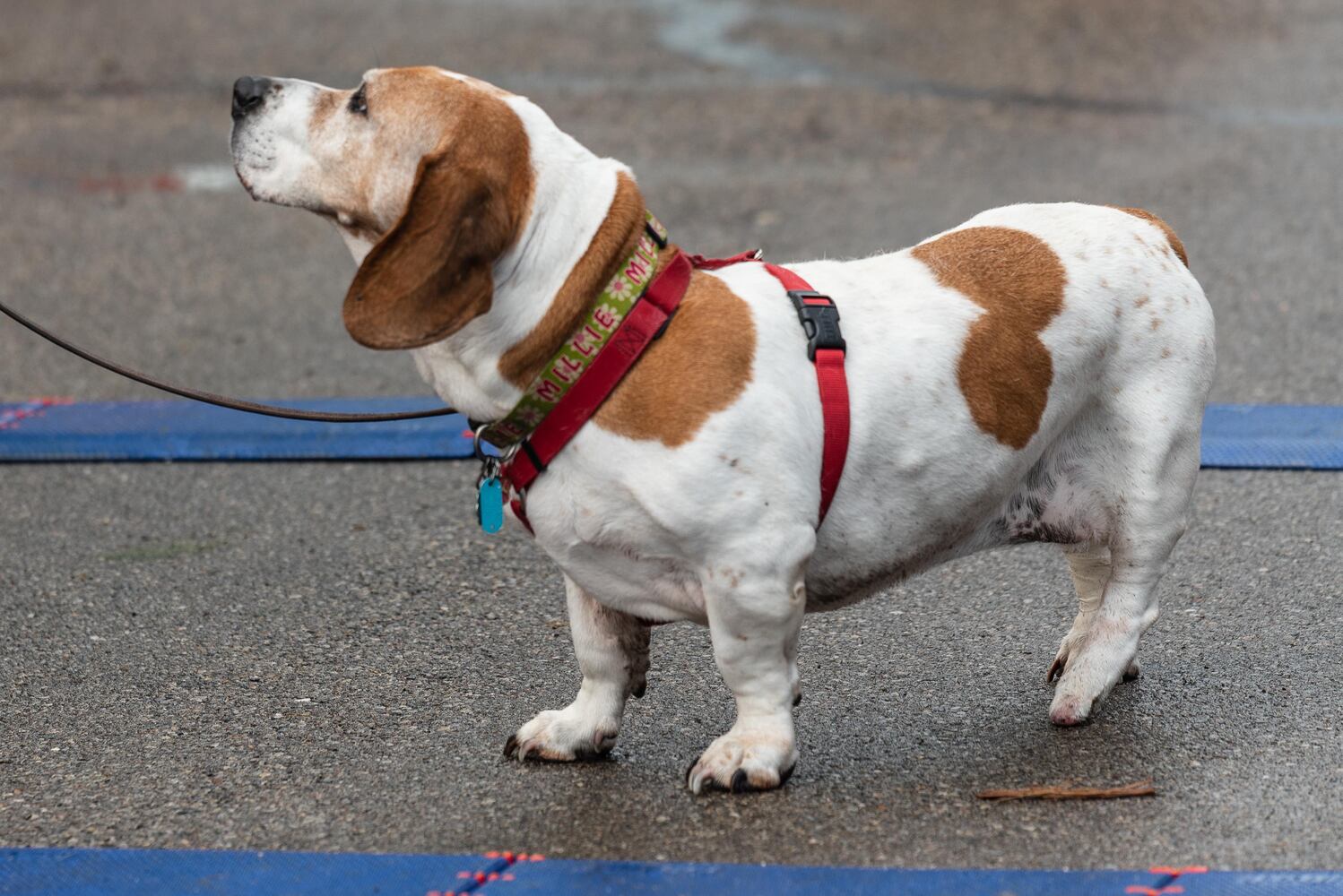 PHOTOS: Did we spot you at the Furry Skurry 5K at Stubbs Park in Centerville?