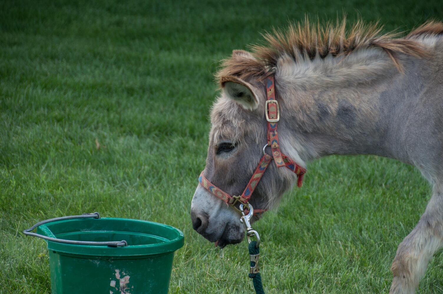 PHOTOS: Jewish Cultural Festival 2016