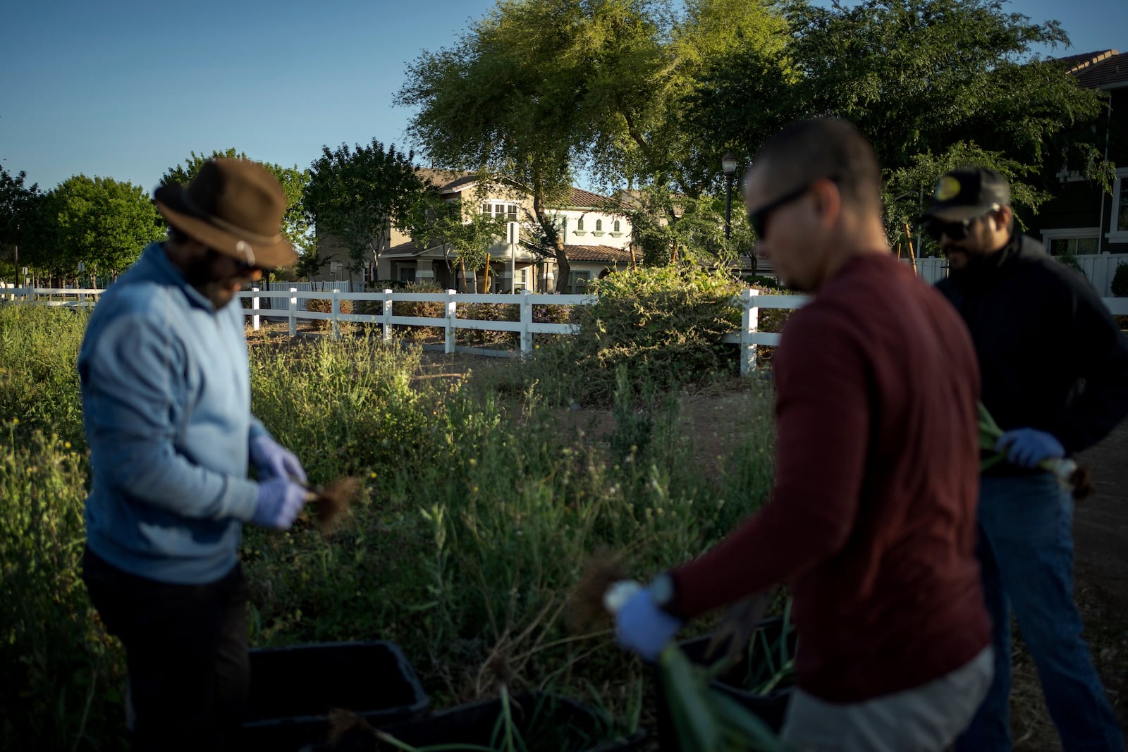 At Agritopia, a community nestled around a plot of agricultural land, residential homes are intentionally close to the farm, April 22, 2025, in Gilbert, Ariz. (AP Photo/Annika Hammerschlag)