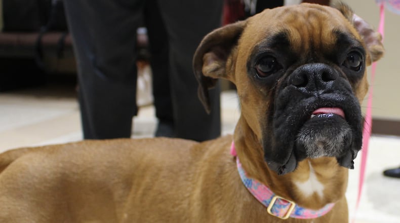 Sophie, a 2-year-old boxer, earned the title of Montgomery County's top dog. Auditor Karl Keith presented Sophie and her owner, Teresa Huber of Dayton, with the No. 1 dog license on Thursday, Jan. 26, 2023, at the Montgomery County Administration Building. CONTRIBUTED