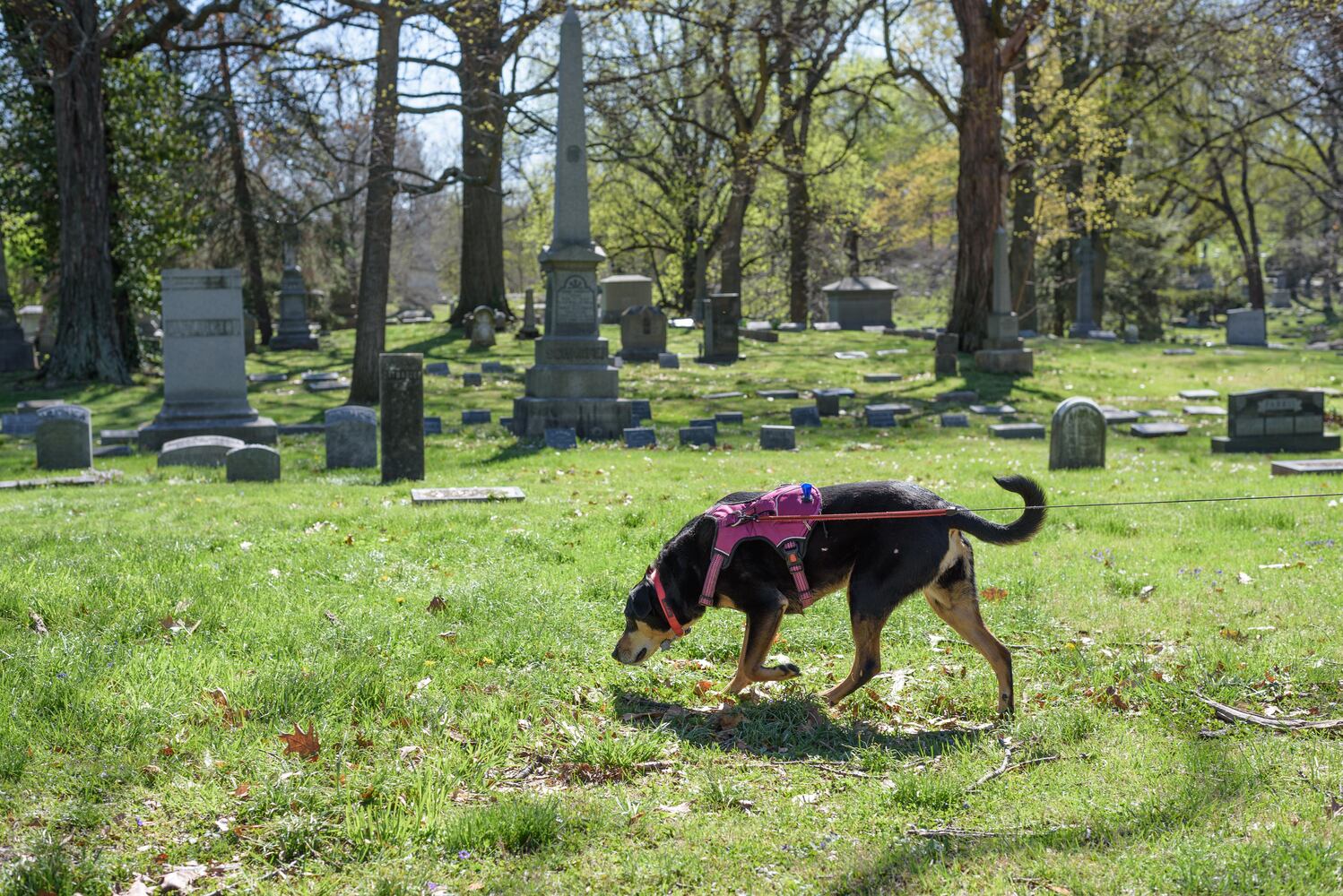 PHOTOS: Woof Walk at Woodland Cemetery & Arboretum