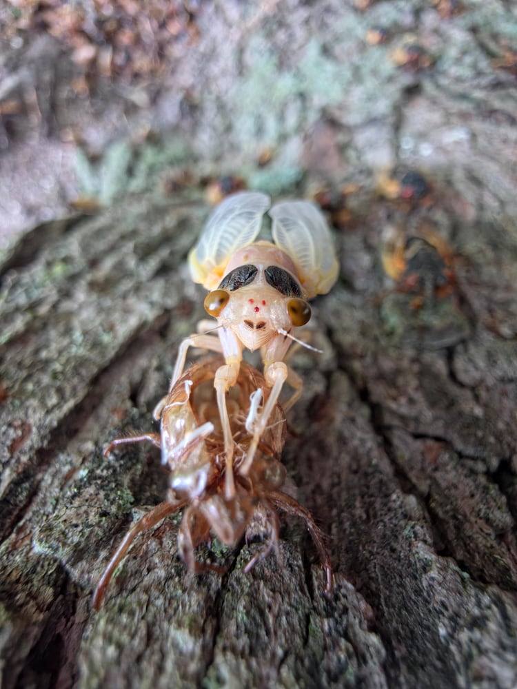 071025 DDN cicadas