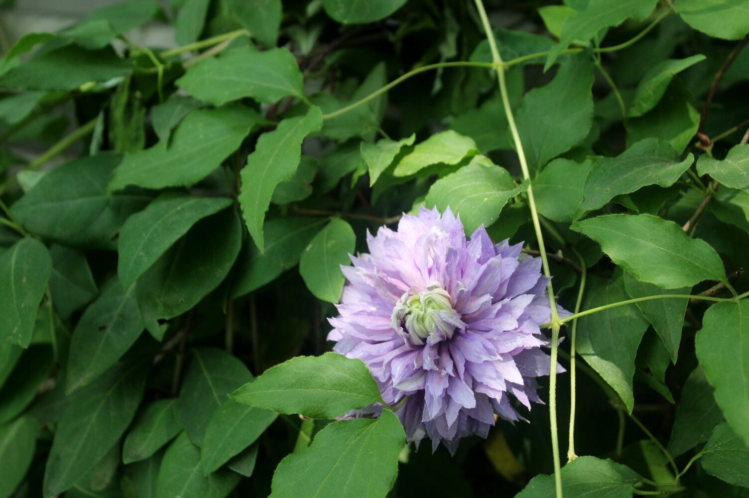 Josh Stucky's secret garden