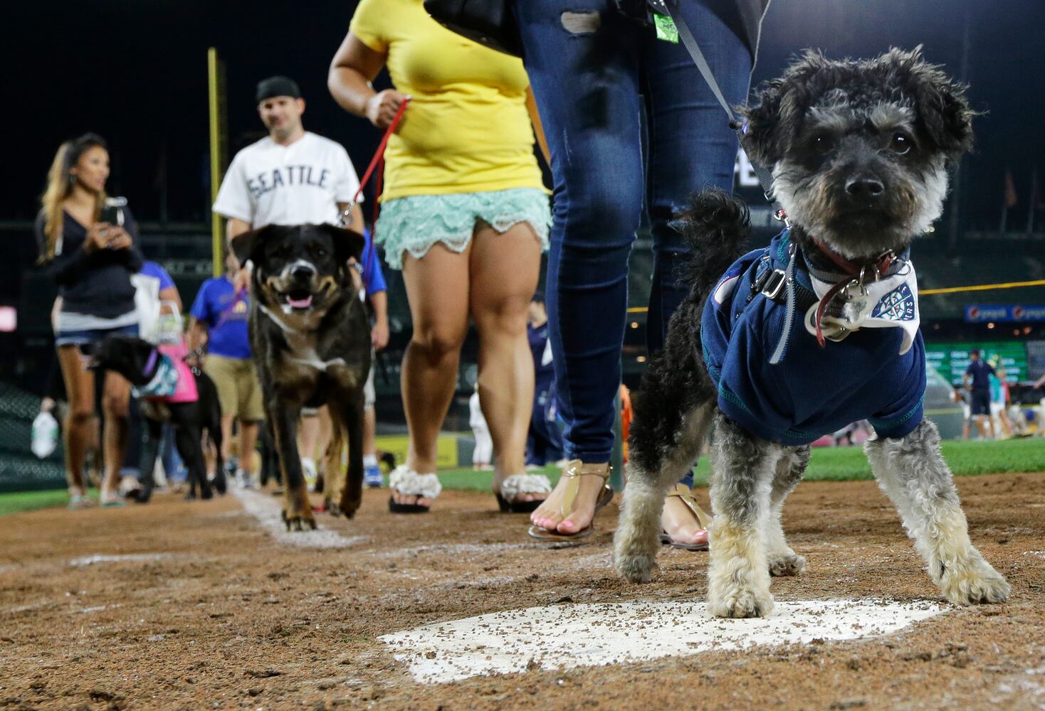 News hounds (7/16/15)