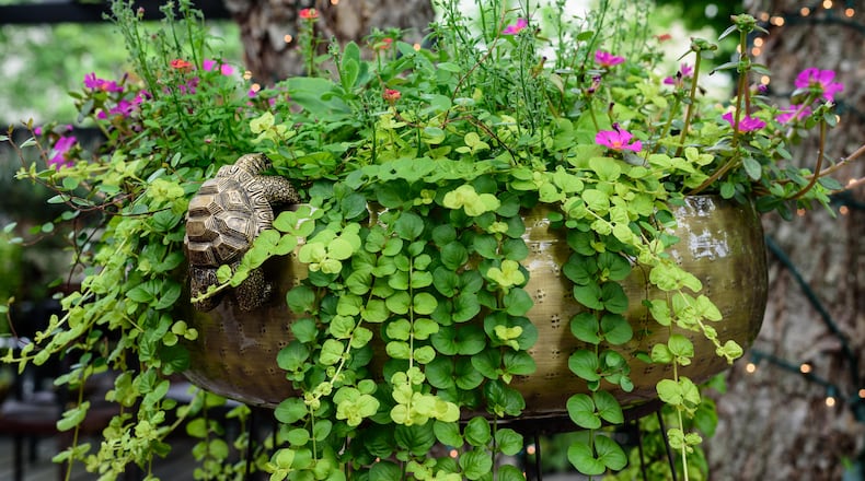 TOM GILLIAM / CONTRIBUTING PHOTOGRAPHER