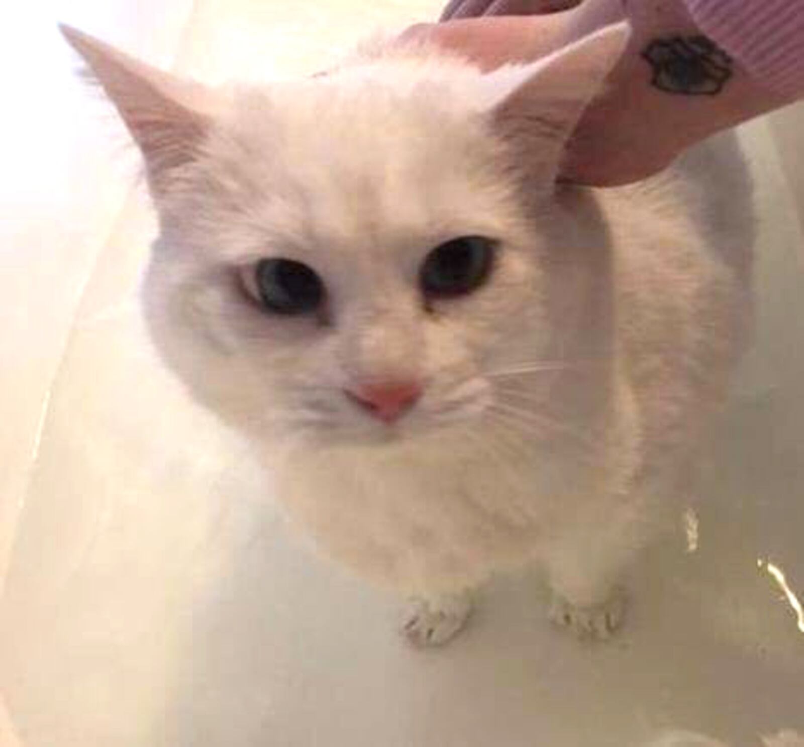 Princess Powederpuff enjoys a warm bath. CONTRIBUTED