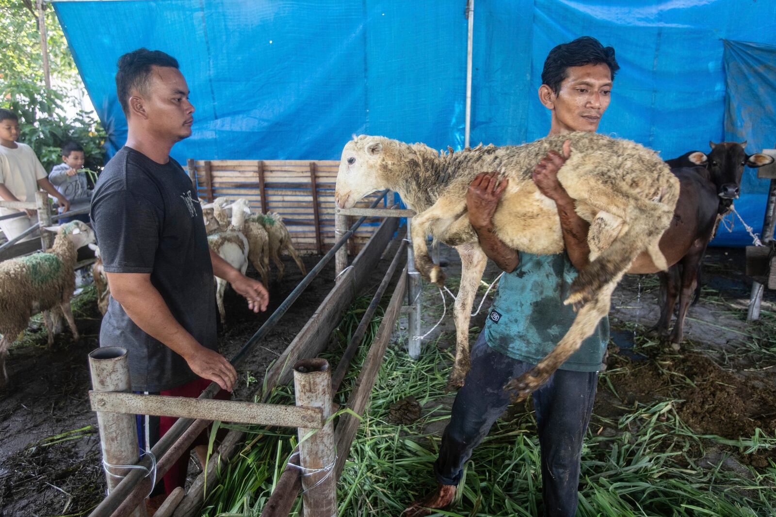 A worker carries a sheep to be slaughtered whose meat later distributed to the poor, during the celebration of Eid al-Adha, or the Feast of the Sacrifice, at Aljihad Mosque in Medan, North Sumatra, Indonesia, Friday, June 6, 2025. (AP Photo/Binsar Bakkara)