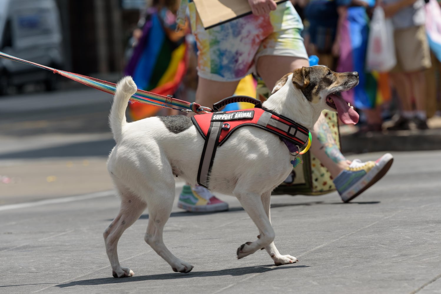 PHOTOS: Did we spot you at the Dayton Pride: United We Can Parade & Festival?