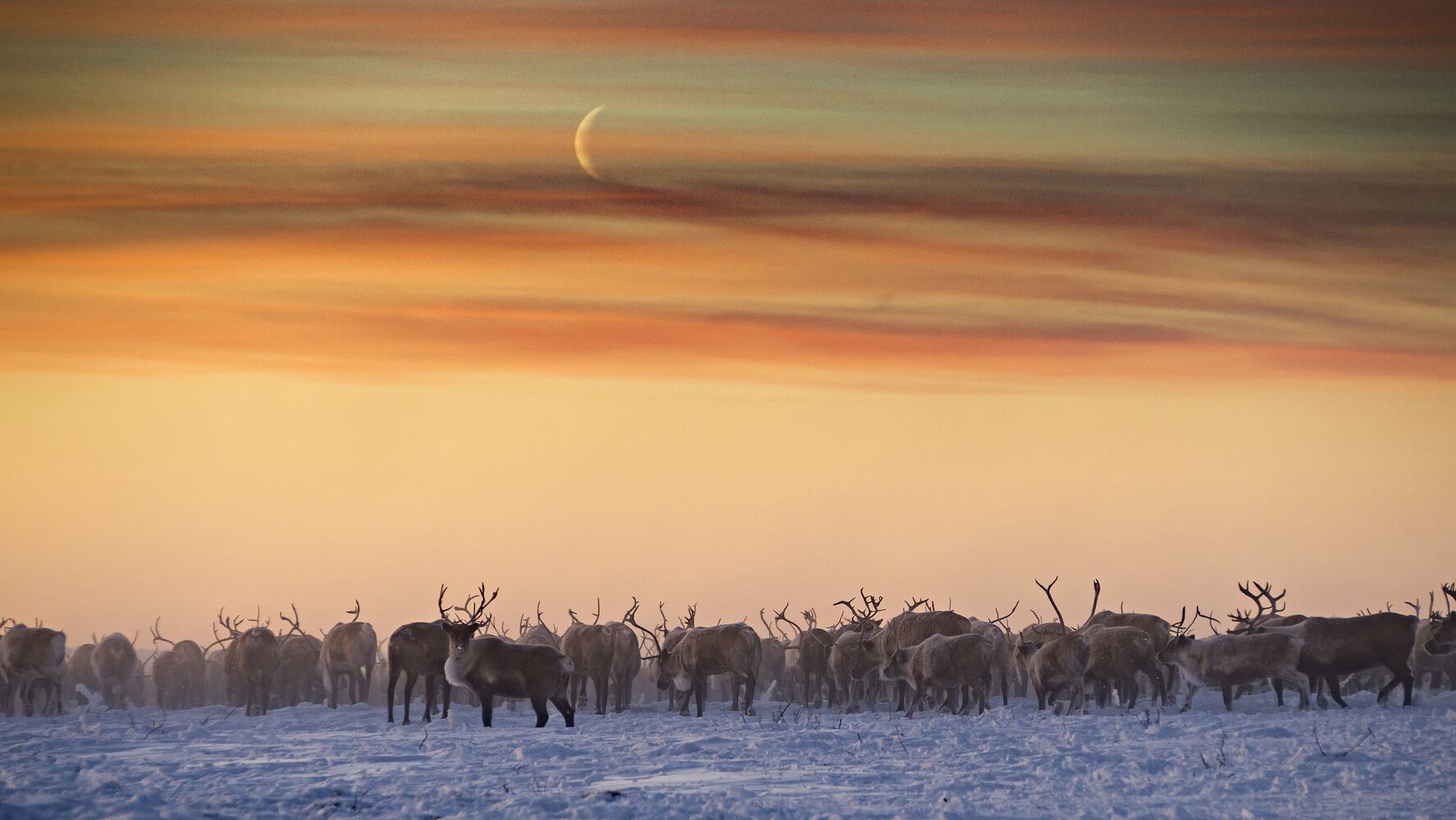 Above the Arctic Circle, a highway to the top of the world
