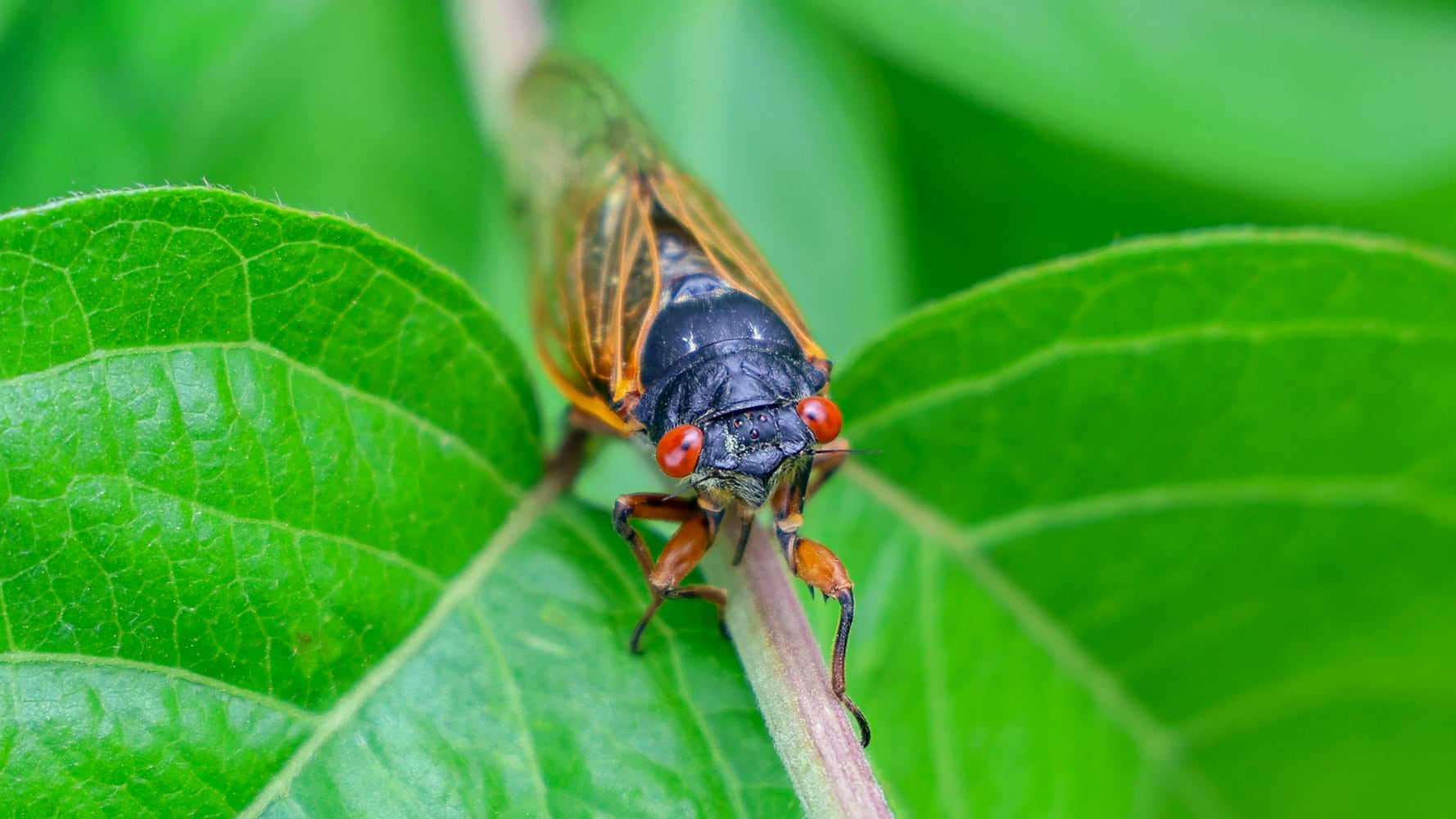 Cicadas Morris Reserve 060625 DDN