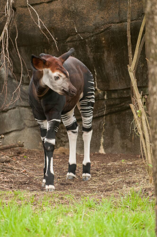 PHOTOS: Fall in love with Cincinnati Zoo babies