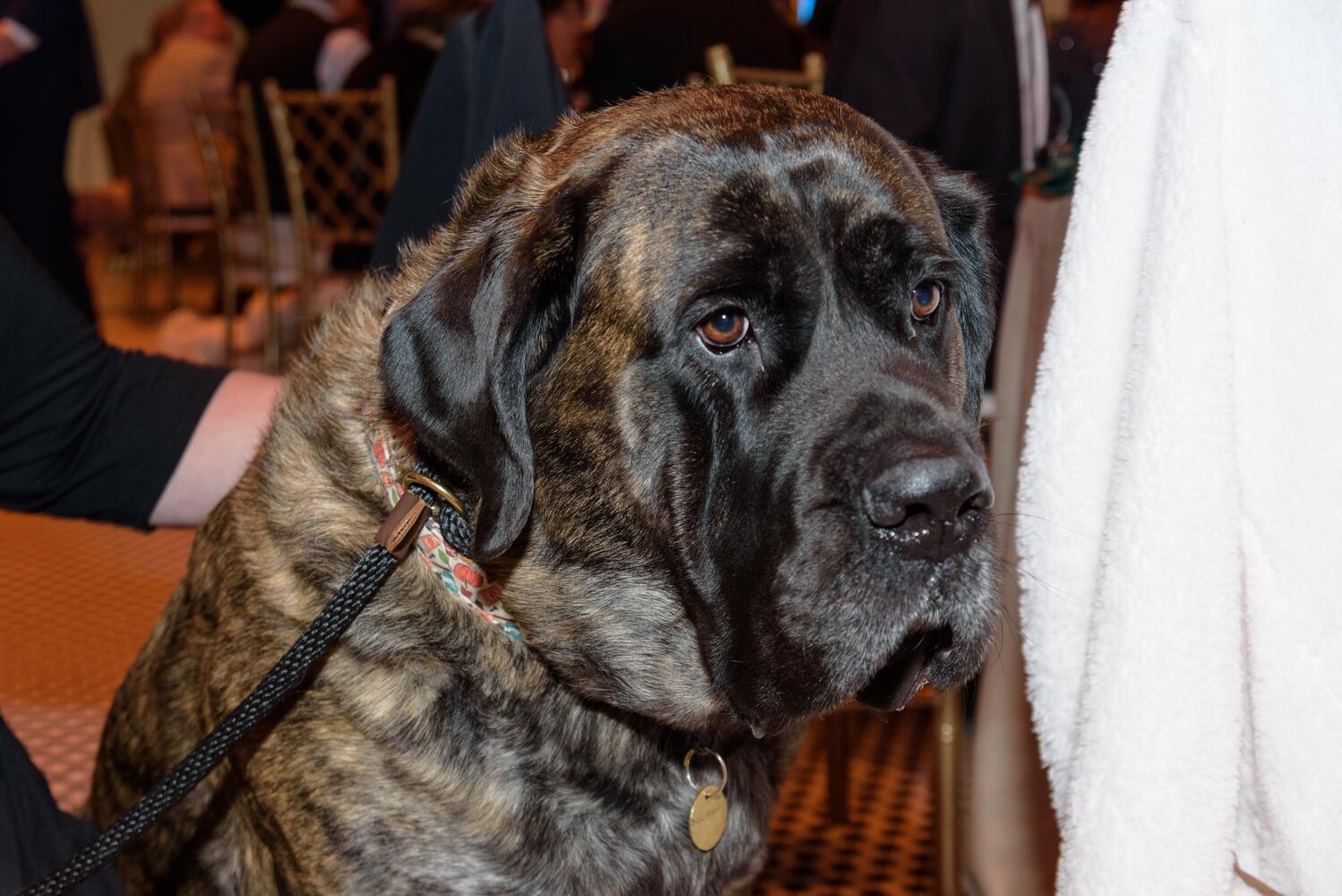 PHOTOS: Did we spot you at the Pet Afflaire Gala at the Dayton Arcade?
