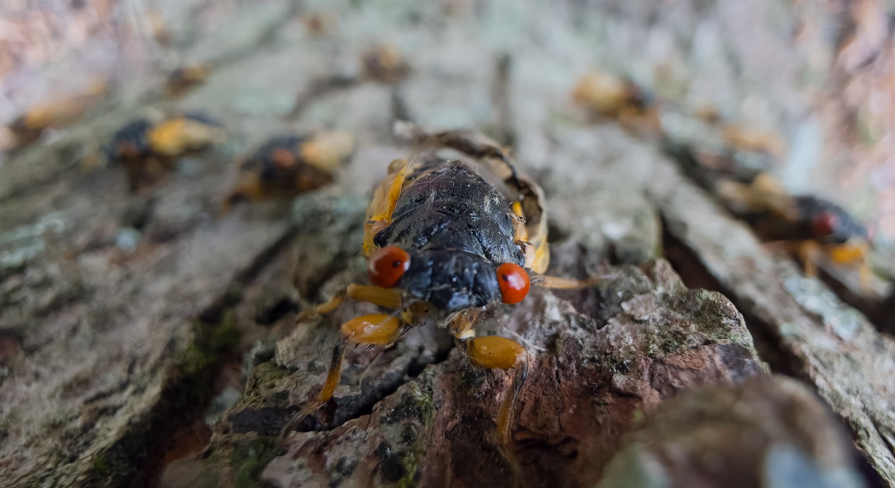 071025 DDN cicadas