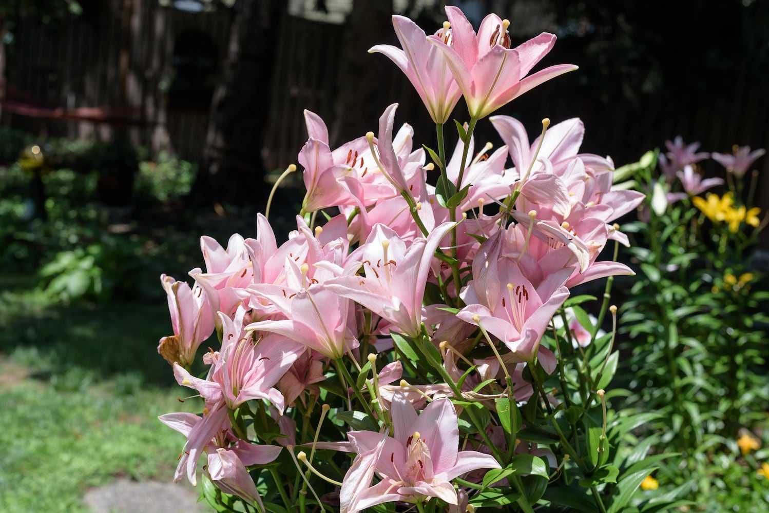 PHOTOS: 2025 Oregon Historic District Garden Tour