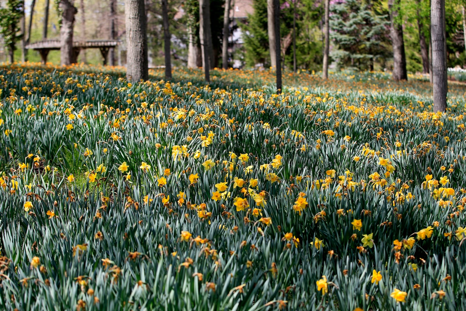 PHOTOS: Tens of thousands of daffodils on display in Oakwood