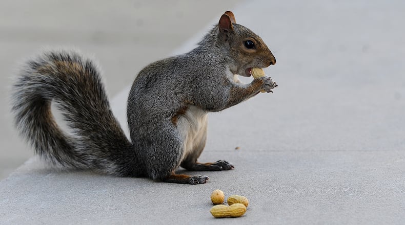 A Squirrel enjoys peanuts that someone left outside the Montgomery Courthouse Wednesday Nov. 9, 2022. MARSHALL GORBY\STAFF