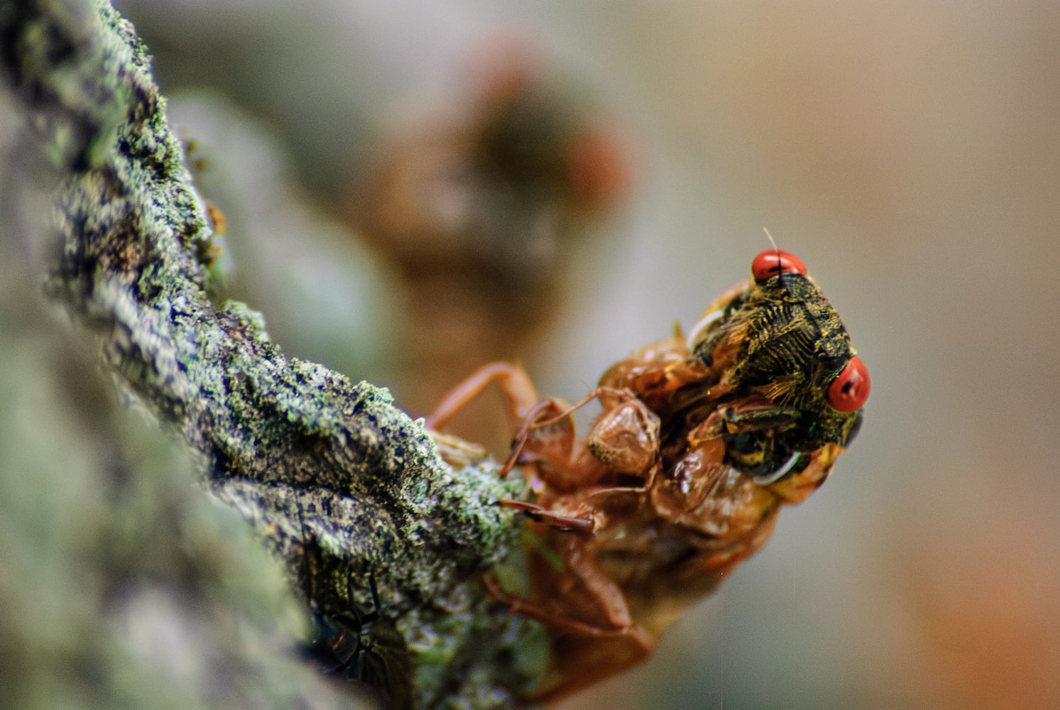 Caesar Creek State Park Cicadas 052825 DDN