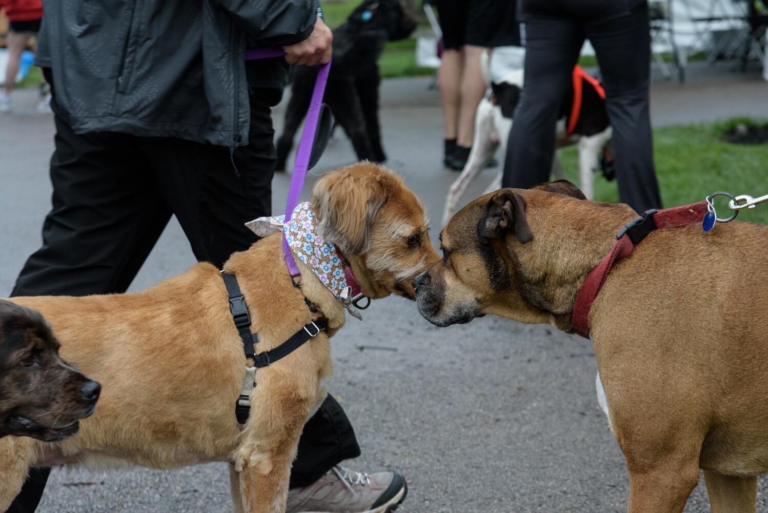 PHOTOS: Did we spot you at the Furry Skurry 5K at Stubbs Park in Centerville?