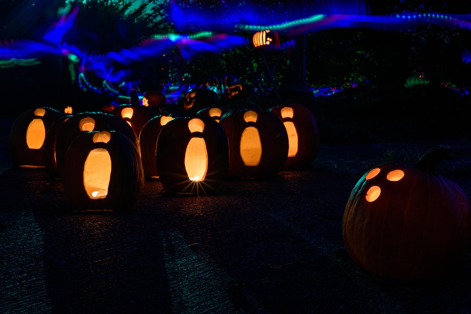 The Dayton community came together to carve over one thousand pumpkins for this year's annual Stoddard Avenue Pumpkin Glow. You can bask in the glow of these pumpkins near the Dayton Art Institute and Annunciation Greek Orthodox Church on Oct. 30-31. TOM GILLIAM / CONTRIBUTING PHOTOGRAPHER