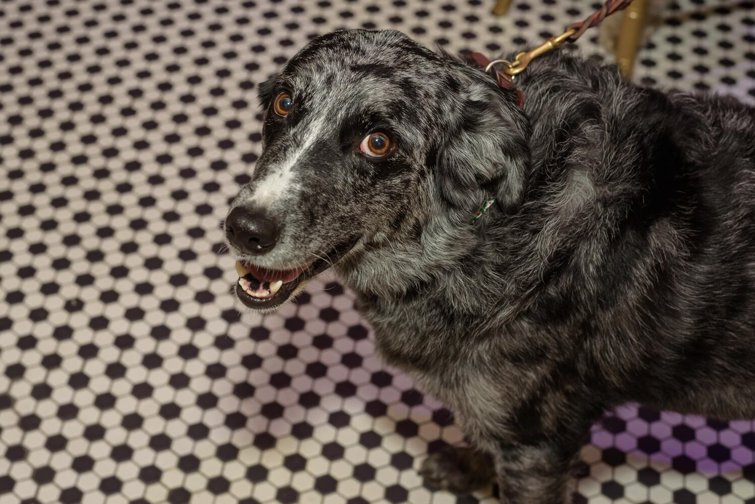 PHOTOS: 2024 Pet Afflaire Gala at the Dayton Arcade