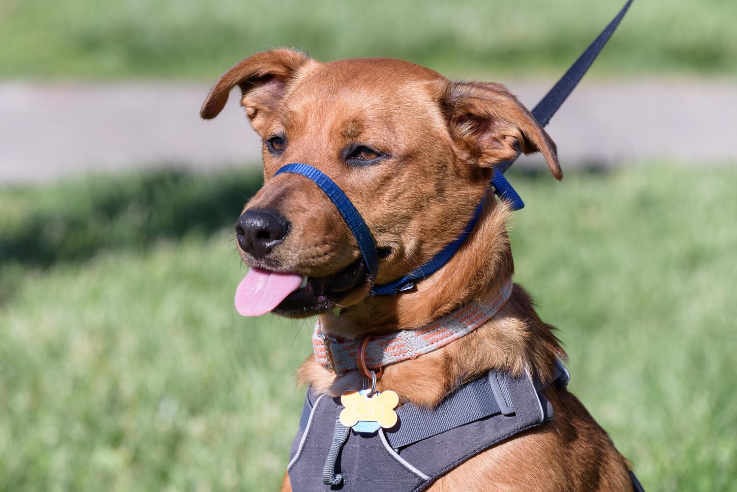 PHOTOS: Did we spot you and your doggie during the Furry Skurry 5K & Furry Fest at Eastwood MetroPark?