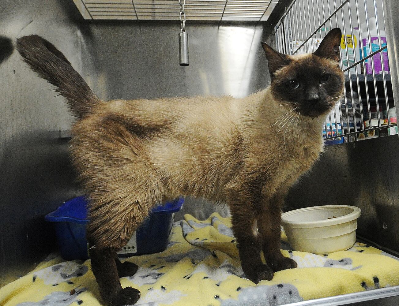animal adoption Miami County