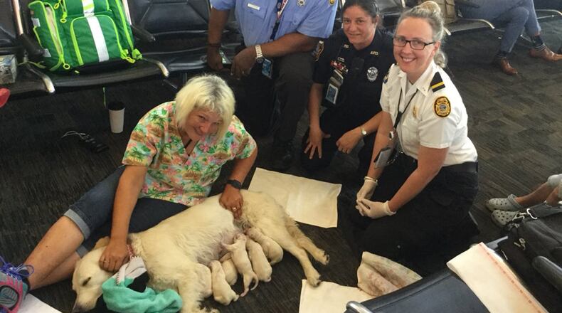 A service dog went into labor at Tampa International Airport just before boarding her flight to Philadelphia. (Tampa Fire Rescue)
