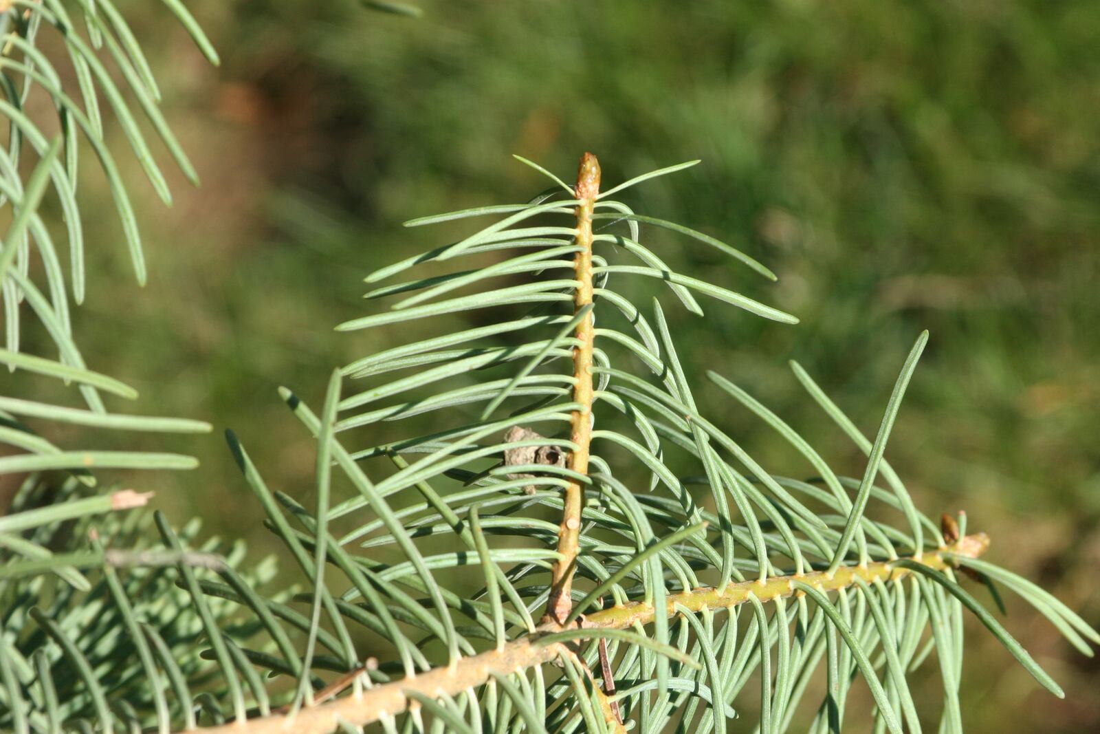 The soft light green needles of a concolor fir have a citrusy fragrance.