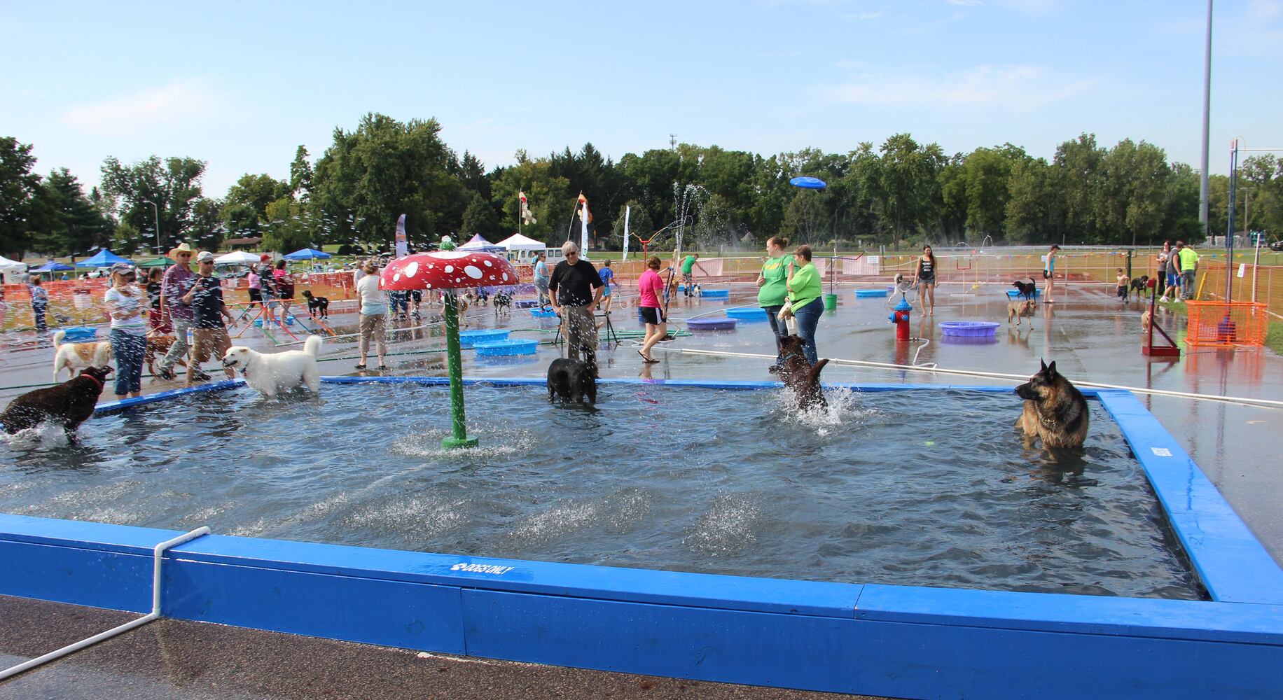 Dogs have some fun in the water at the annual Doggie Dash 'N Splash