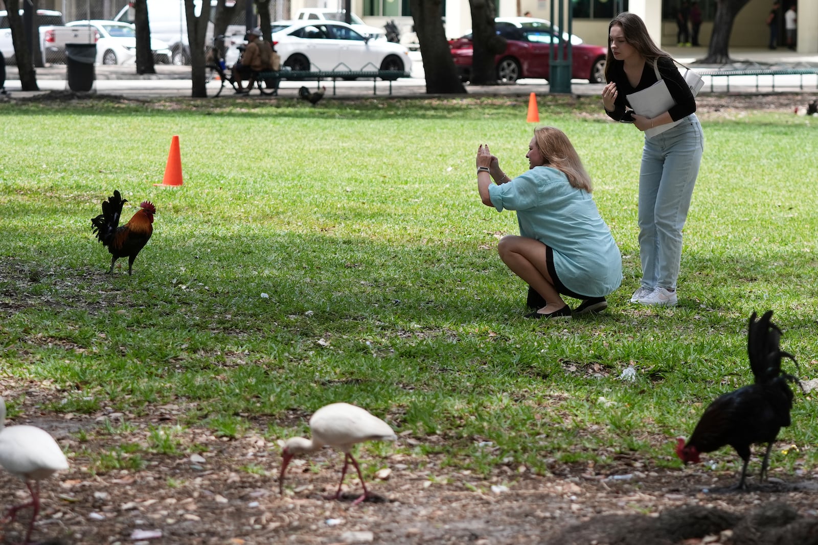 Julia Molchaniuk, left, and Sasha Molchaniuk, right, photograph roosters in a park outside of the Stephen P. Clark Government Center in downtown Miami, Wednesday, May 7, 2025, in Miami. (AP Photo/Lynne Sladky)