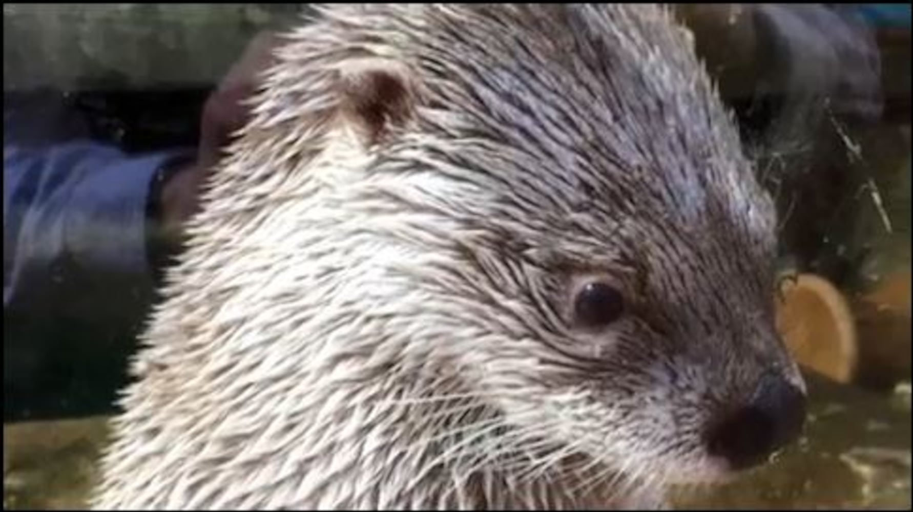 Boonshoft's Otters
