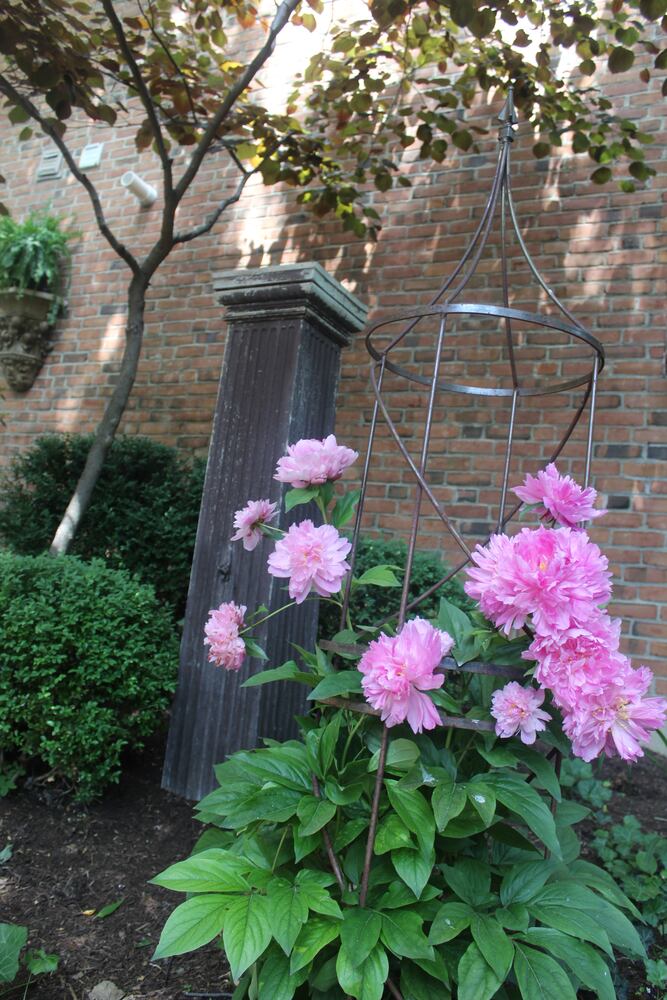 Josh Stucky's secret garden