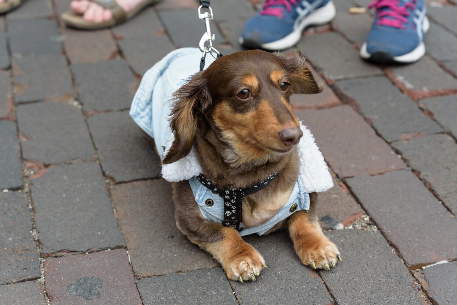 PHOTOS: Did we spot you at the Derby Day Wiener Dog Race in The Oregon District?