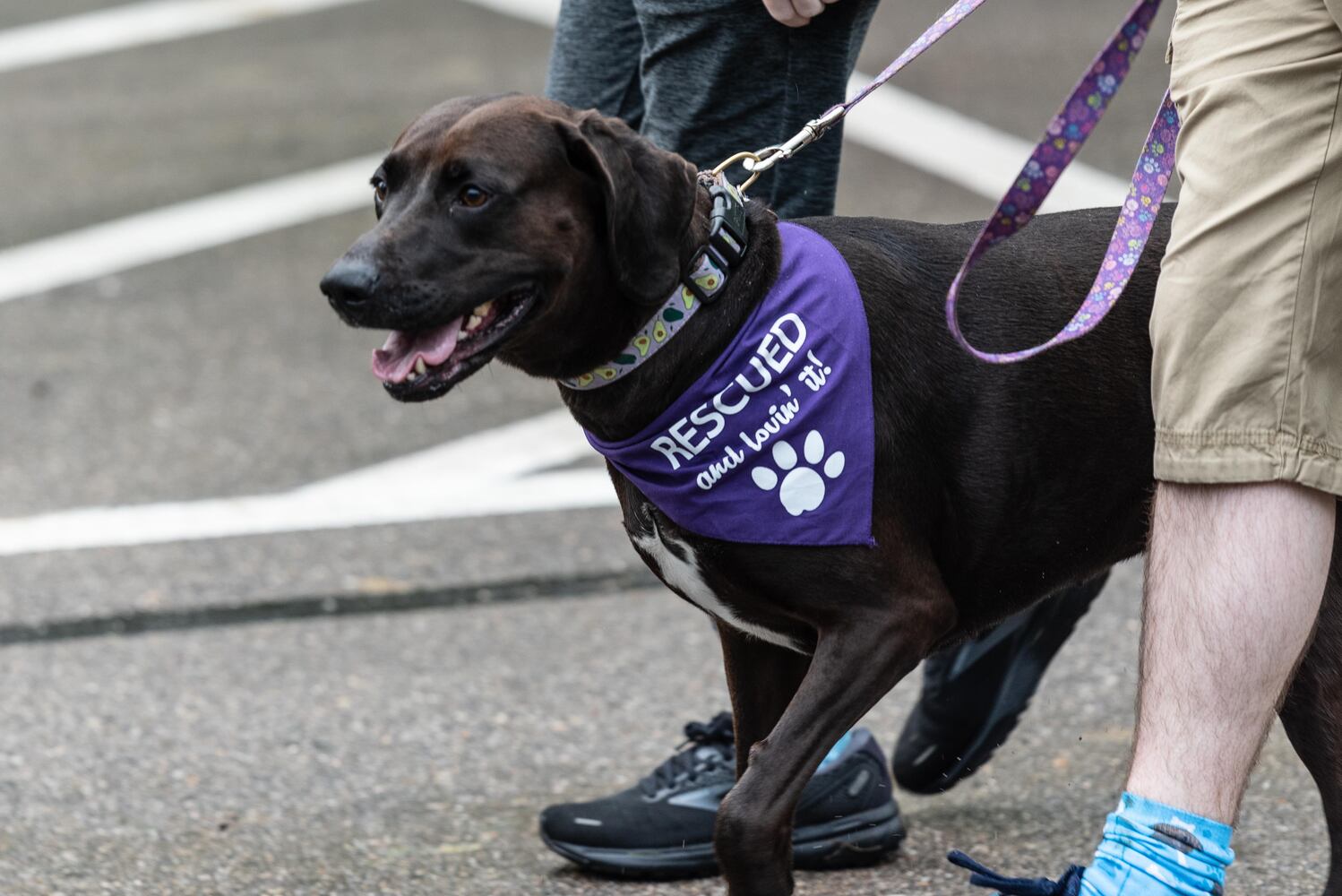 PHOTOS: Did we spot you at the Furry Skurry 5K at Stubbs Park in Centerville?