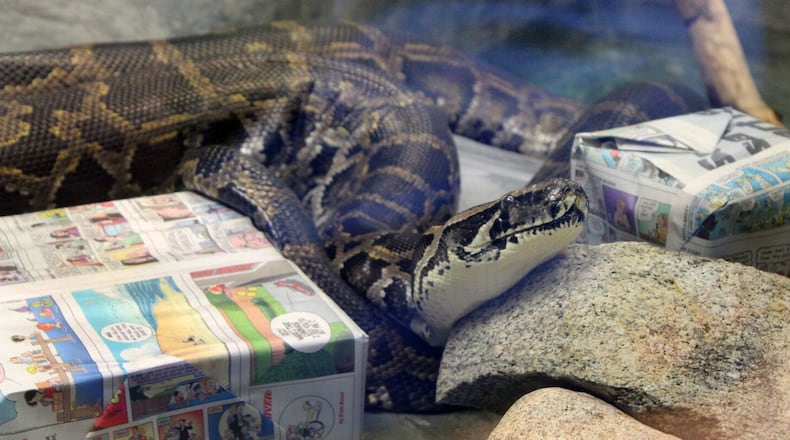 Rajeev the Burmese python, one of the longest-living animal residents at the Boonshoft Museum of Discovery has died. BOONSHOFT MUSEUM OF DISCOVERY