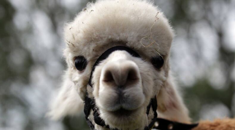 A man brought a llama to his sister's wedding, and she was not amused.