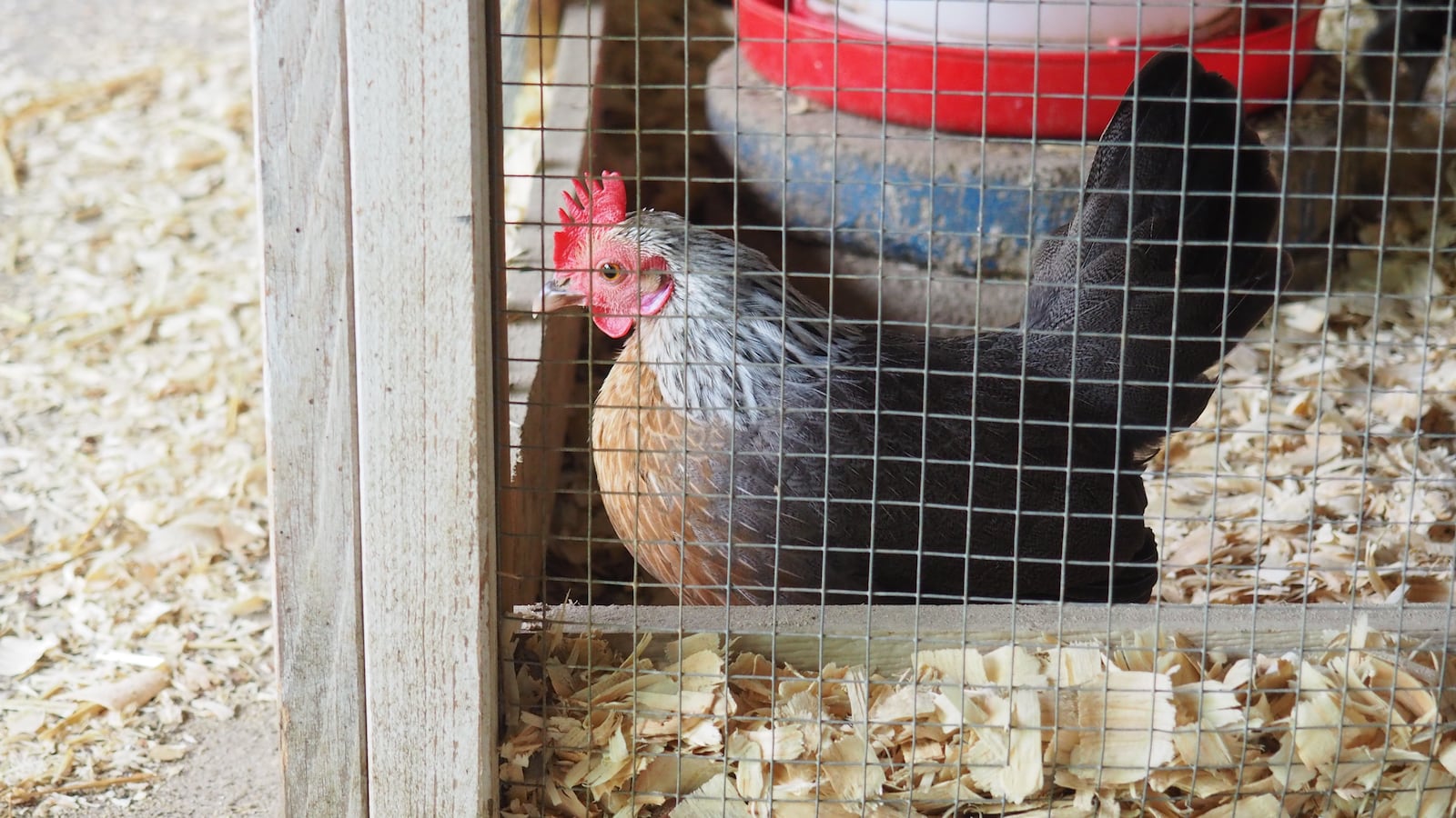 Chickens, bunnies, goats and donkeys are housed at Chrisholm MetroPark's farmstead. BRYN DIPPOLD/STAFF