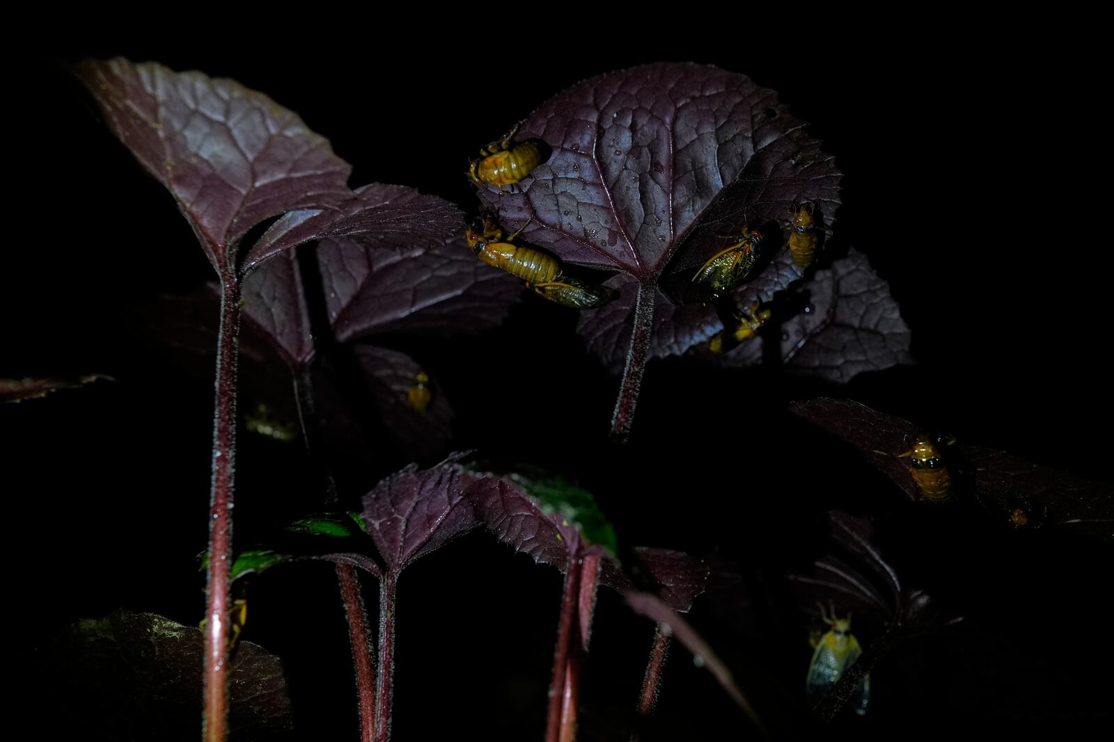 Periodical cicada nymphs and adults are seen on the underside of a begonia plant after a heavy rain, Friday, May 16, 2025, in Cincinnati. (AP Photo/Carolyn Kaster)