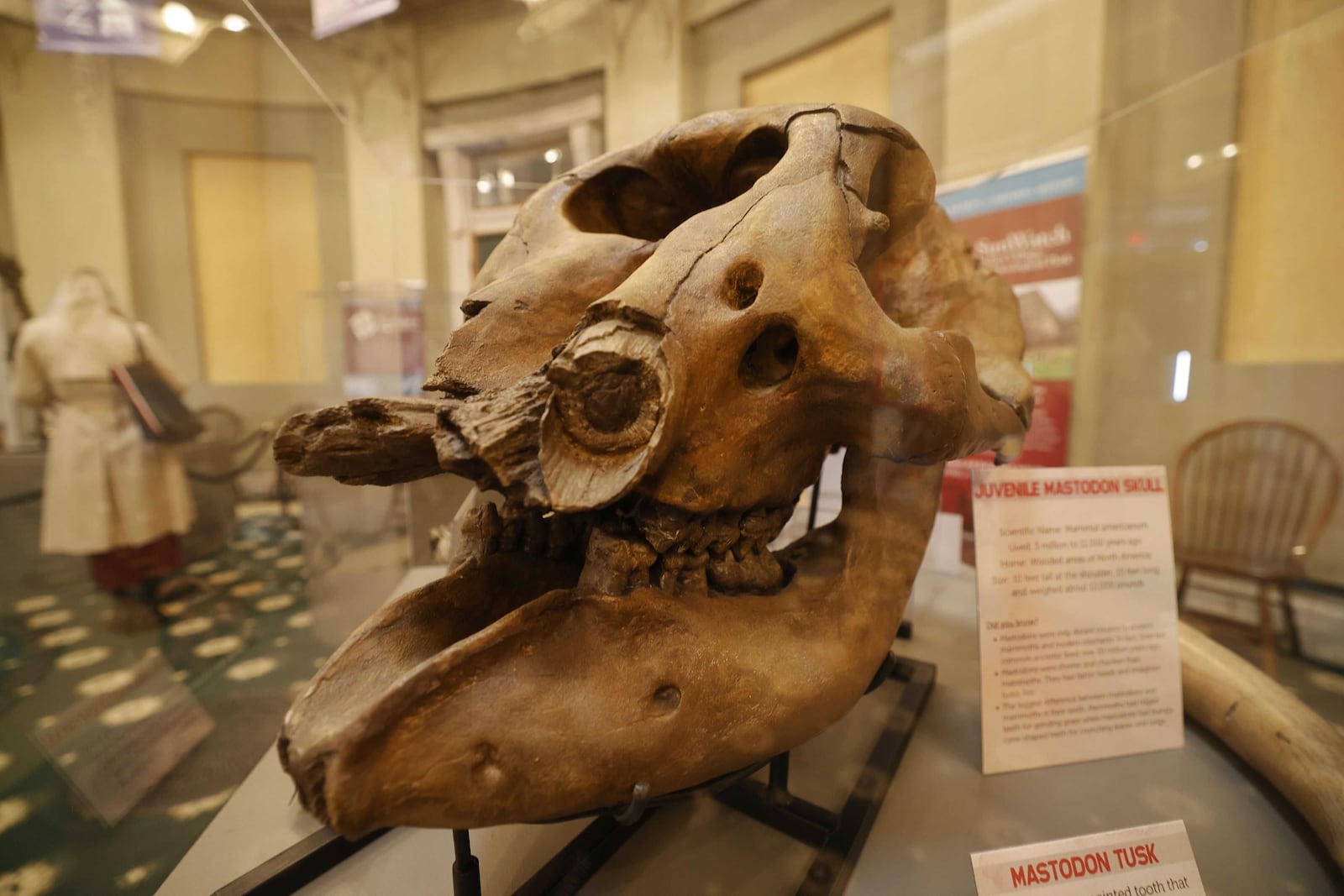 A juvenile mastodon skull is on display inside the Old Montgomery County Courthouse courtesy of the Dayton Society of Natural History. NICK GRAHAM/STAFF

