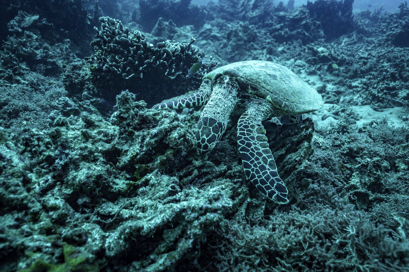A sea turtle nibbles on what remains of the once vibrant reef at Havannah Harbour, off the coast of Efate Island, Vanuatu, on Sunday, July 20, 2025. (AP Photo/Annika Hammerschlag)