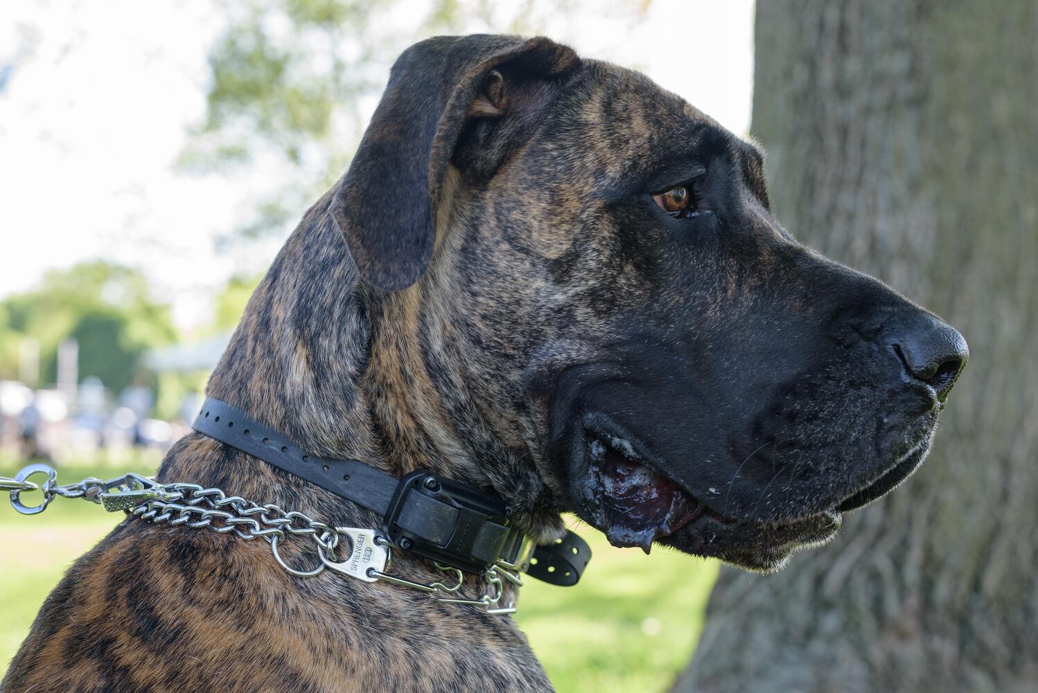 PHOTOS: Did we spot you and your doggie during the Furry Skurry 5K & Furry Fest at Eastwood MetroPark?
