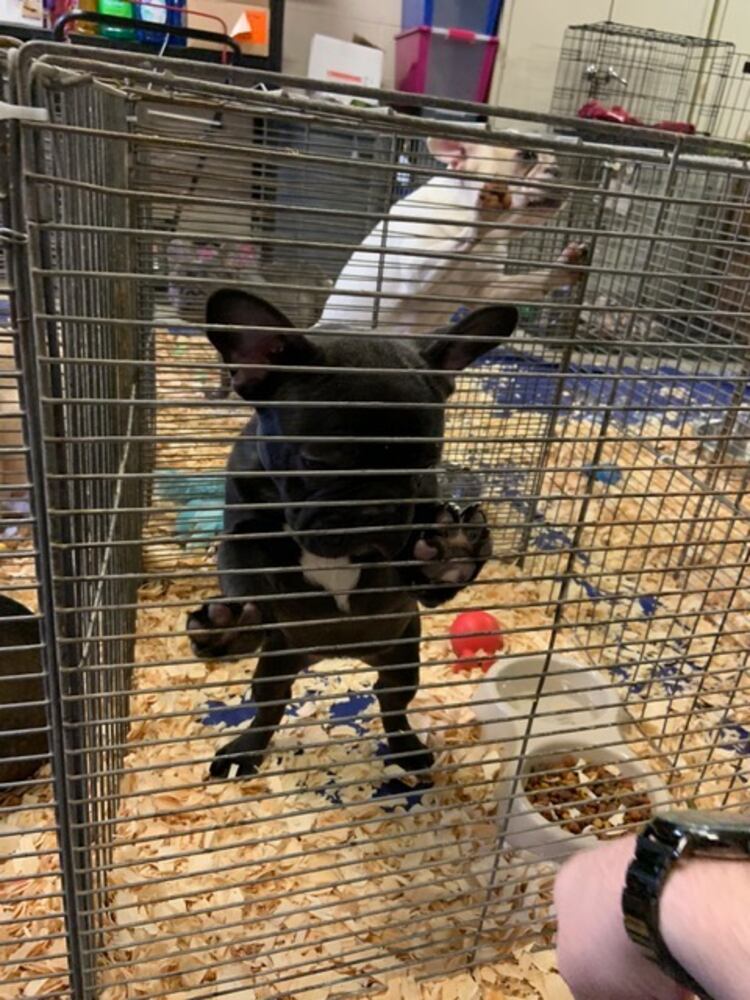 PHOTOS: French Bulldogs rescued from Sidney home