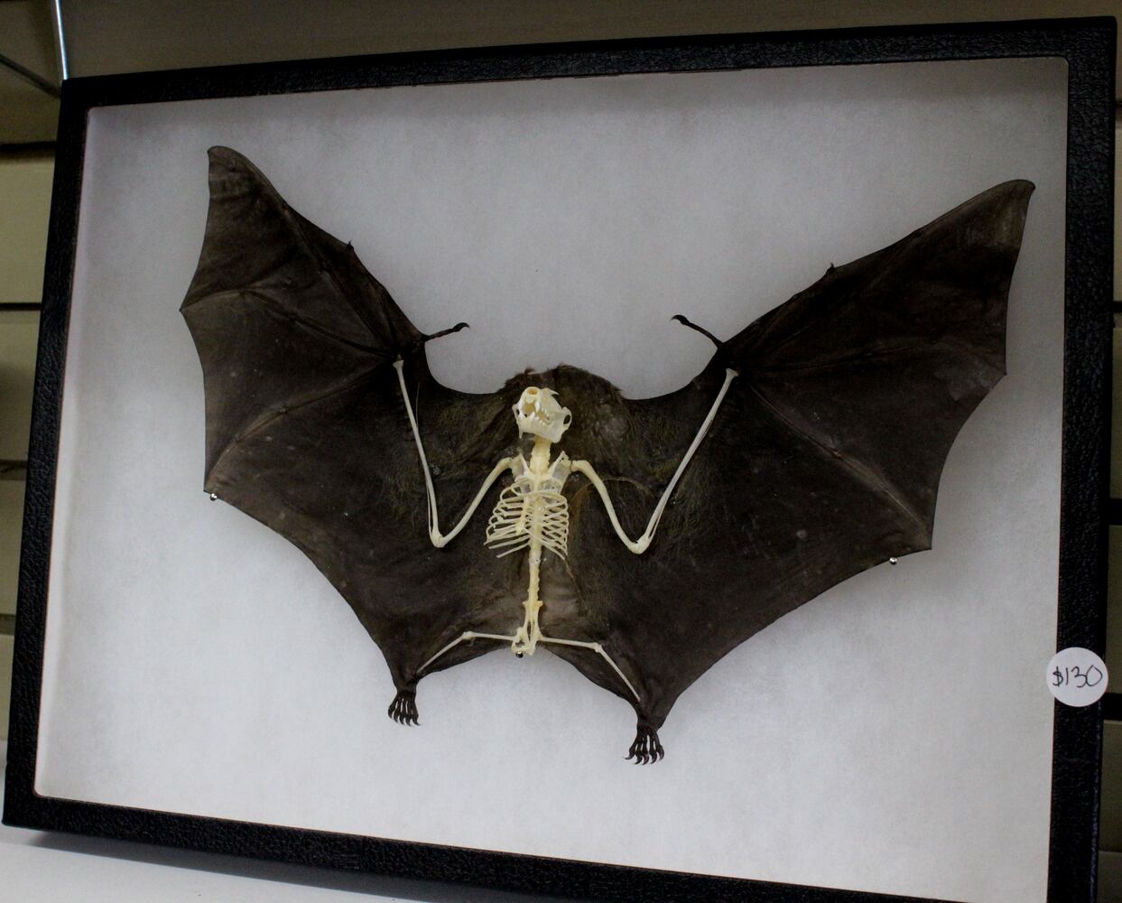 Photos: The Secret Chamber  House of Oddities and Art