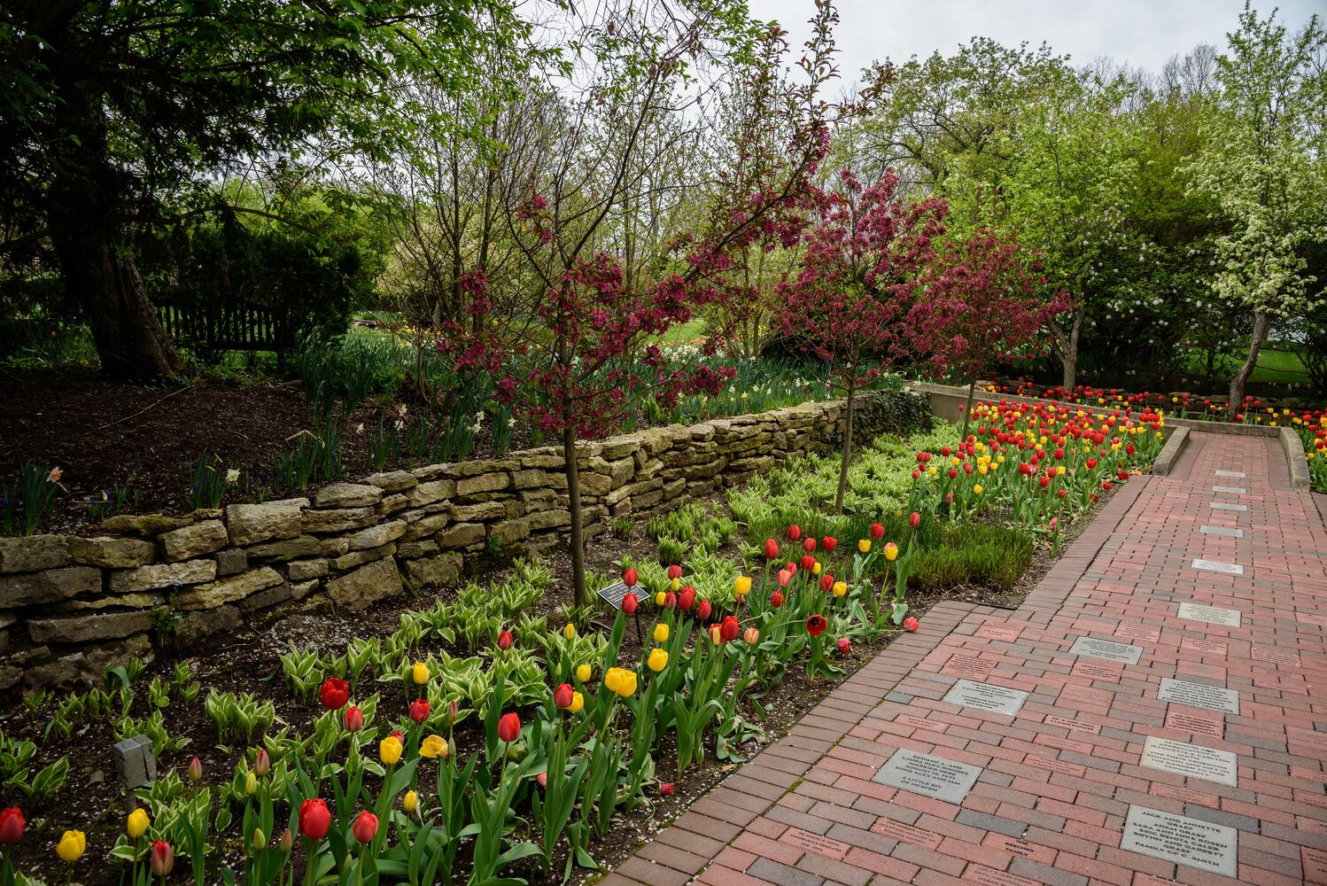 PHOTOS: Multi-colored tulips are in full bloom at Smith Memorial Gardens