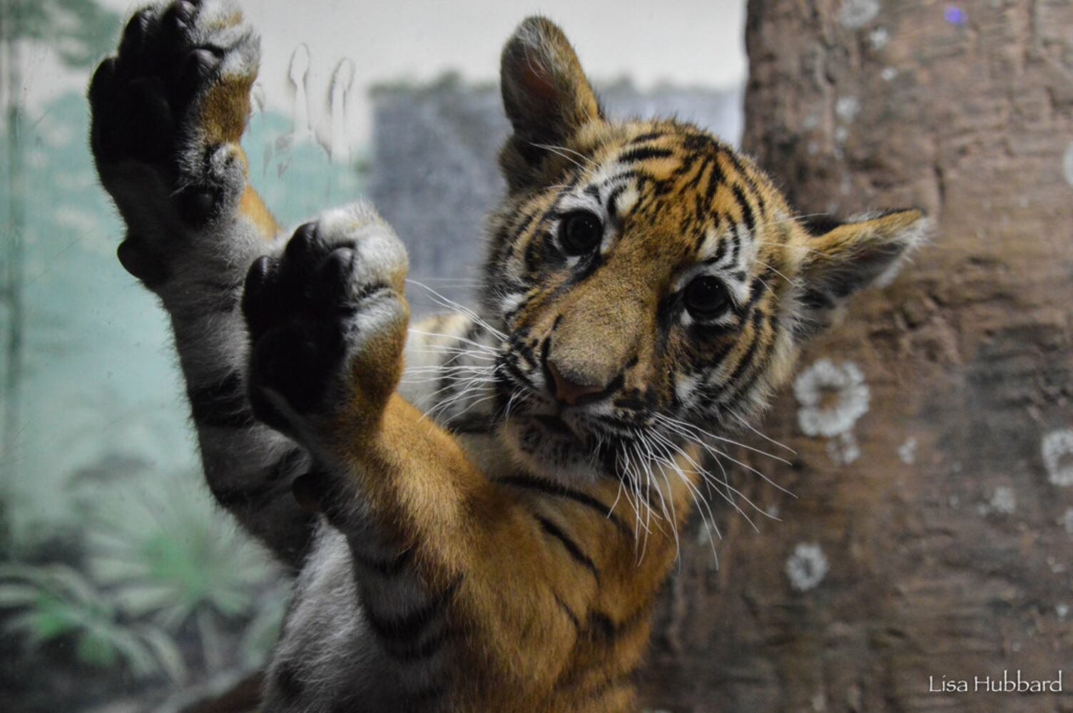 PHOTOS: Fall in love with Cincinnati Zoo babies