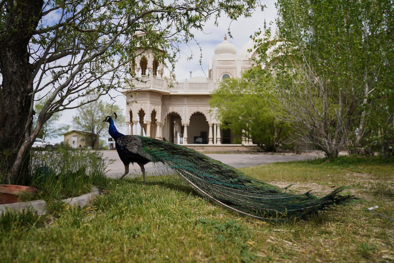 A peacock walks the grounds of the Shri Shri Radha Krishna Temple in Spanish Fork, Utah, on Friday, April 25, 2025. (AP Photo/Jessie Wardarski)