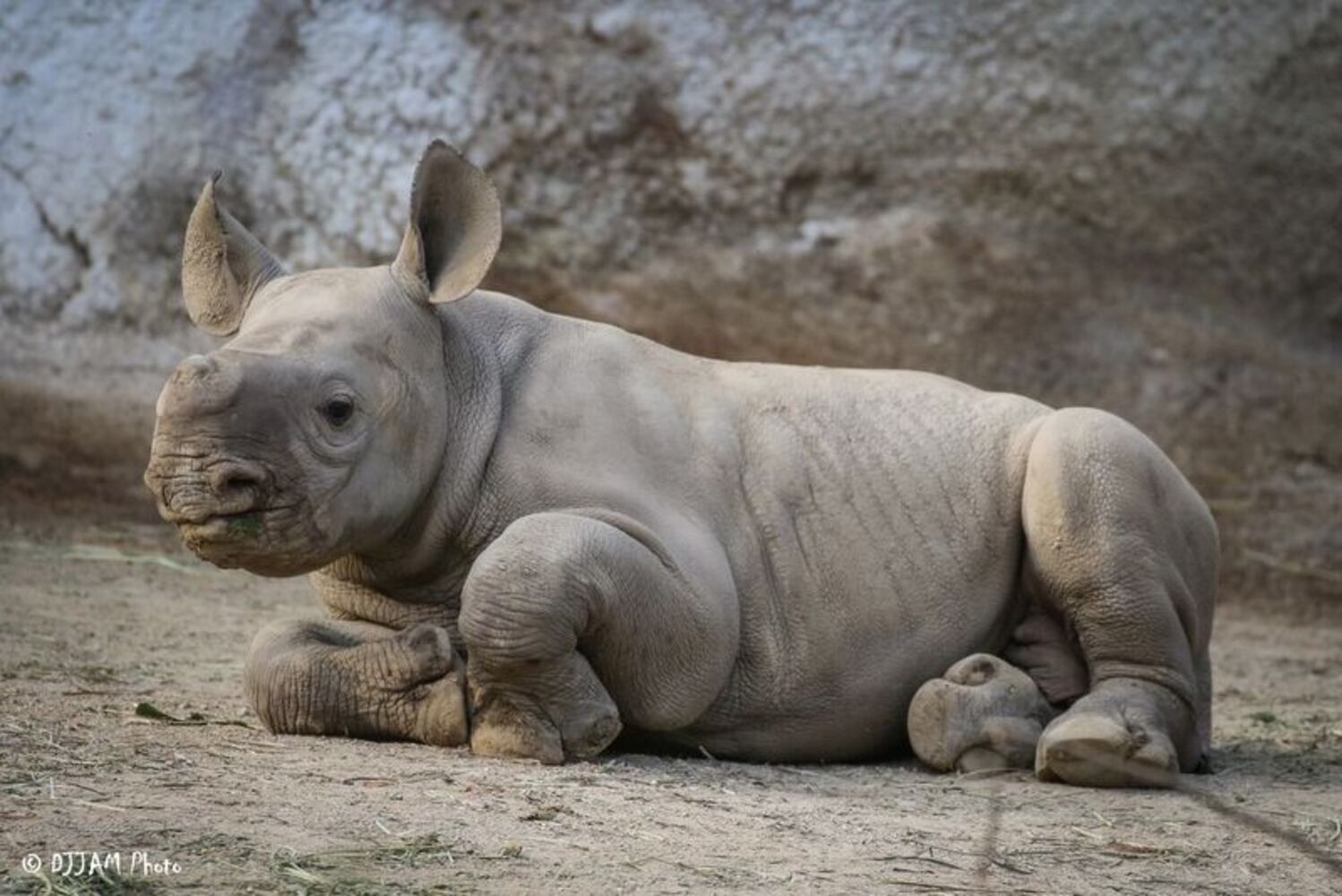 PHOTOS: This first look at Cincinnati Zoo's Zoo babies will be the best part of your day