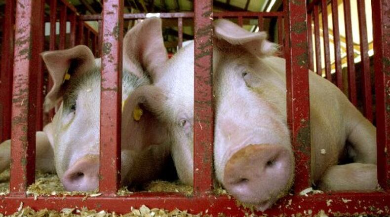 West Carrollton is studying changes which would allow “urban livestock,” farm animals in residentially-zoned areas. FILE PHOTO