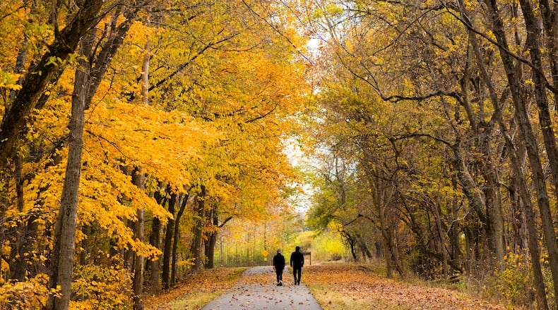 Crucial to the environment, trees – especially those native to Ohio – play a critical role in creating habitats for wildlife, removing carbon from the air and producing oxygen to increase air quality. During the fall, the changes in length of daylight and temperature stop the leaves from creating food. Chlorophyll – which gives leaves its distinct green color – breaks down and disappears, which then causes leaves to change color. CONTRIBUTED